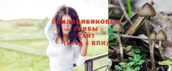 прущие грибы Баксан